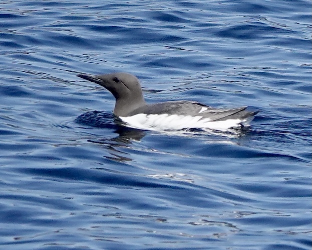 guillemot